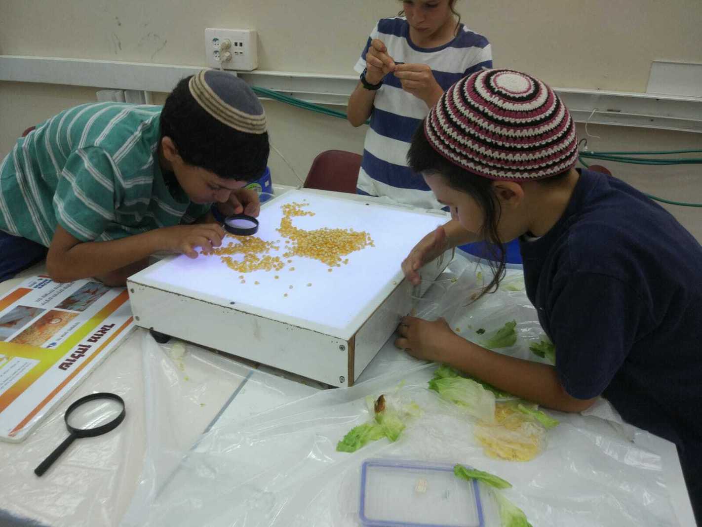 סדנת כשרות לילדים
