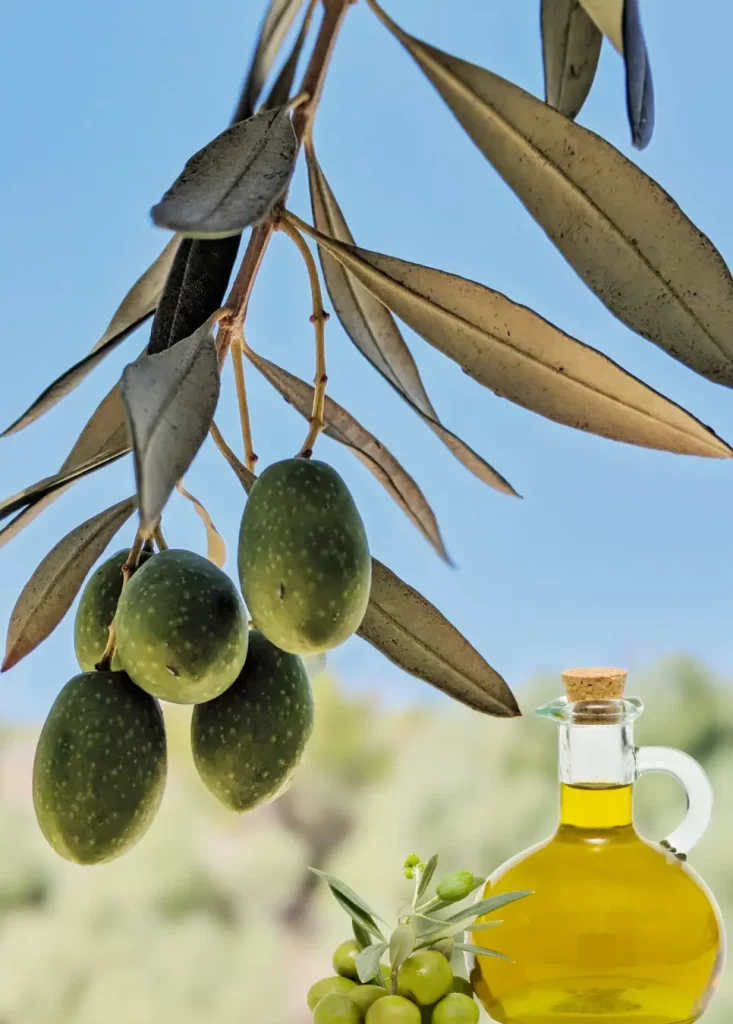 איך מכינים שמן זית